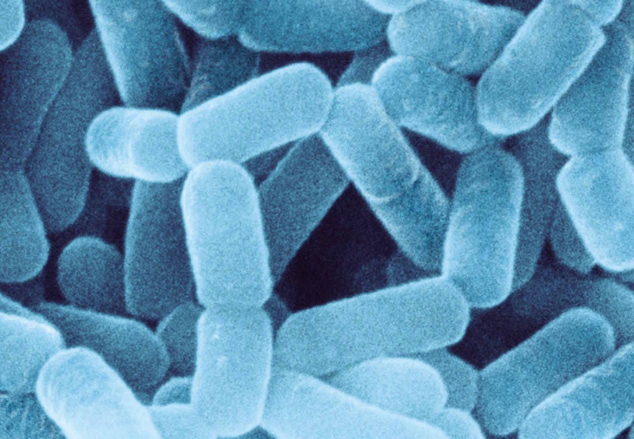 Lactobacillus. Лактобактерии l.casei. Лактобациллы. Молочнокислые бактерии (Lactobacillus plantarum). Lactobacillus l838.